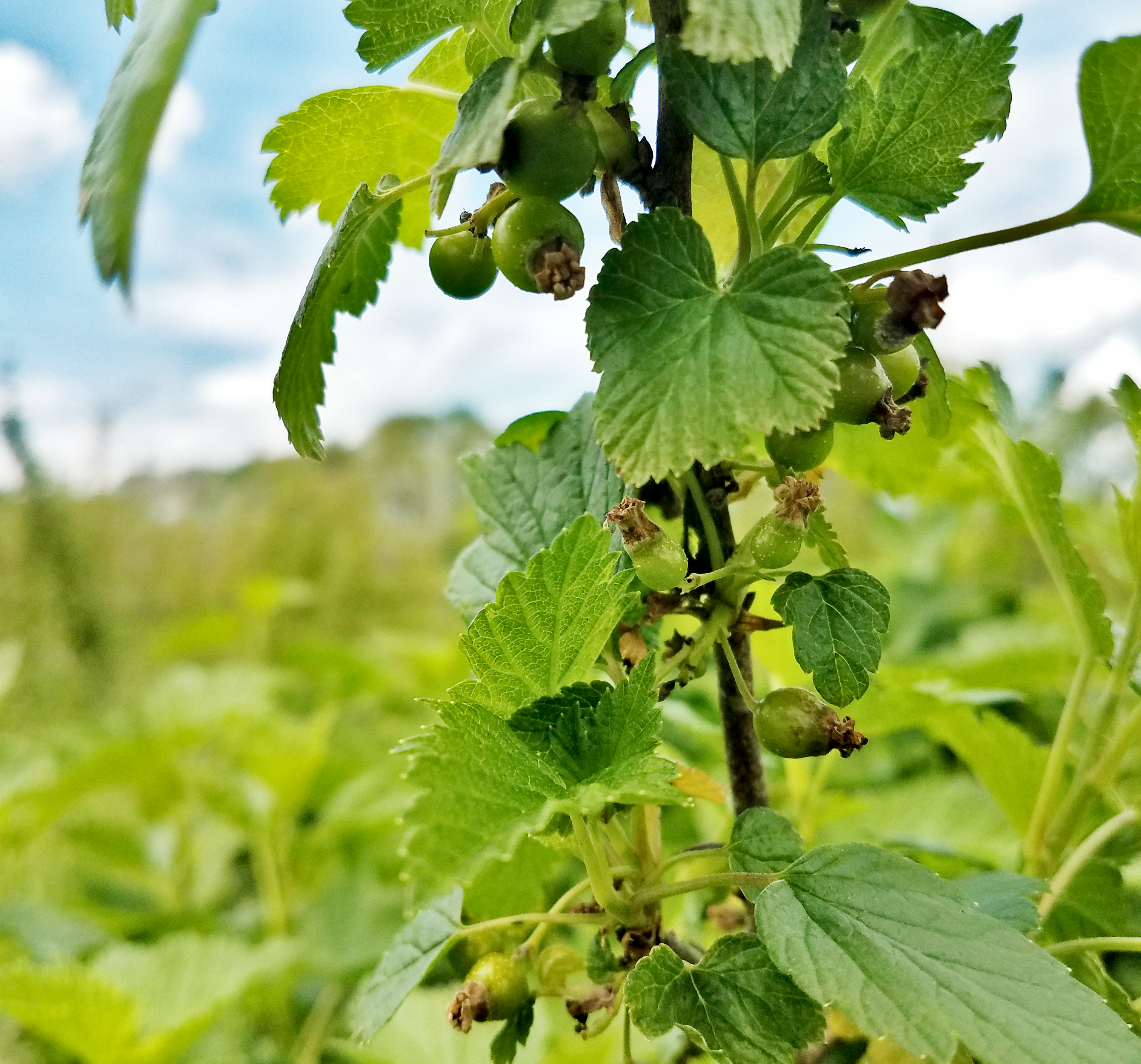 Currant plants